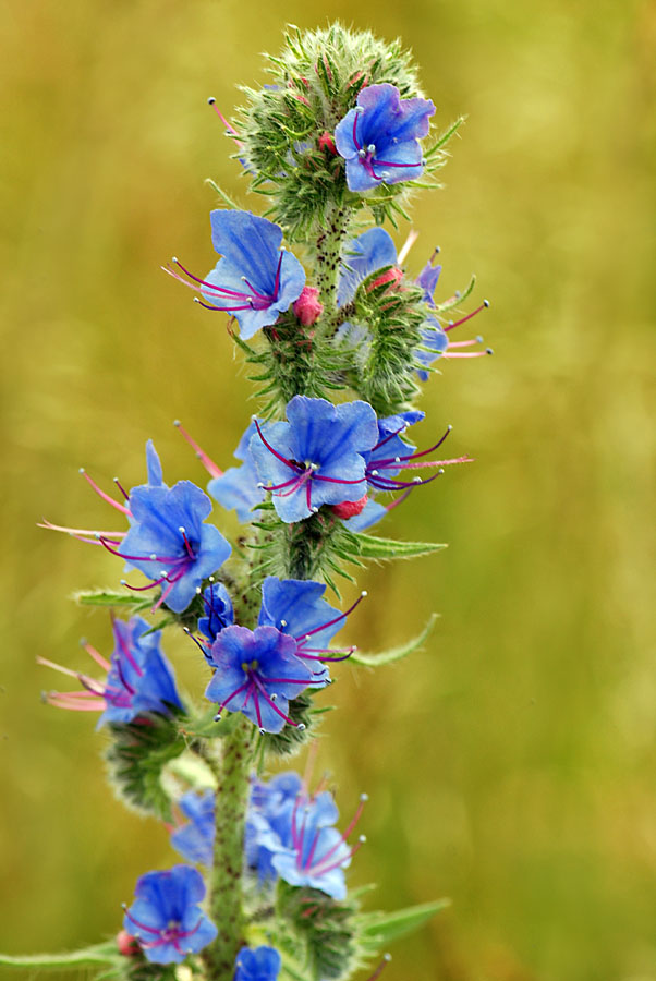Echium sp.